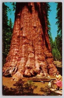 Vintage Photochrome Postcard General Sherman Tree Sequoia NP CA