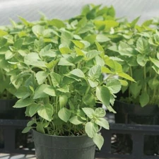 400 Green Leaf Holy Basil  seeds.