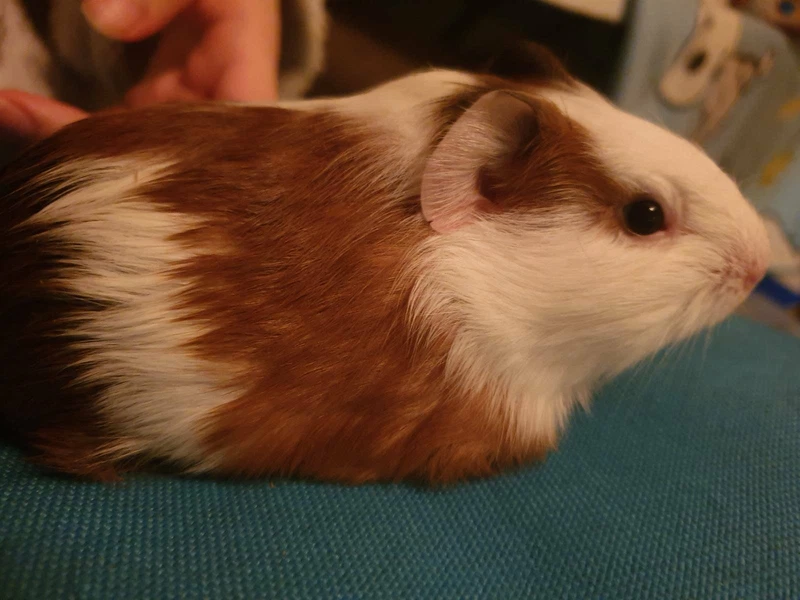 female guinea pigs mounting
