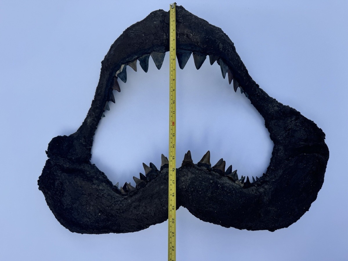 Fossilized Great White Shark Carcharodon Carcharias Teeth In
