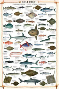 Saltwater Fish Chart