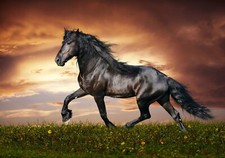 62663 Horse Black Stallion Wall Decor Print Poster