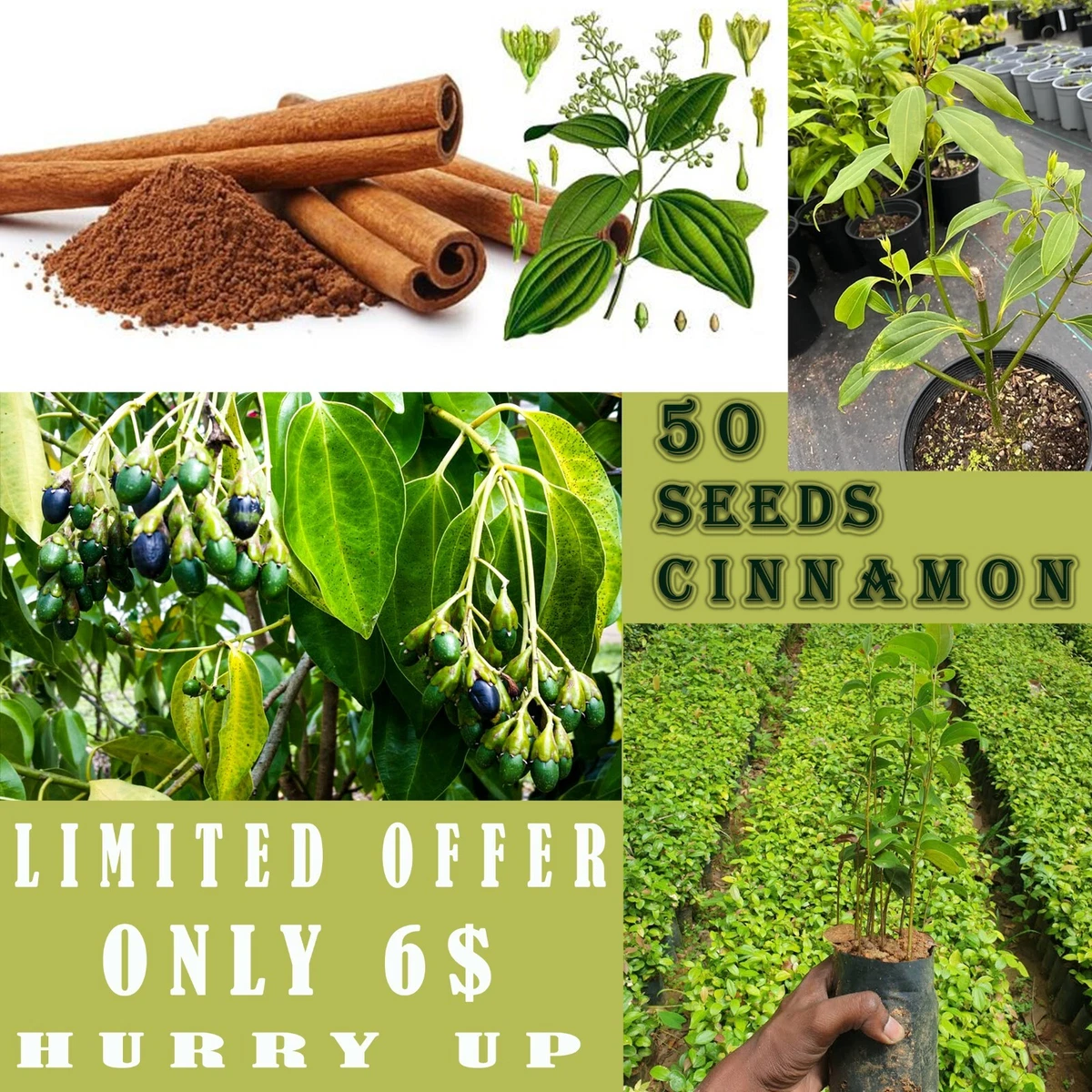 Growing Cinnamon Tree