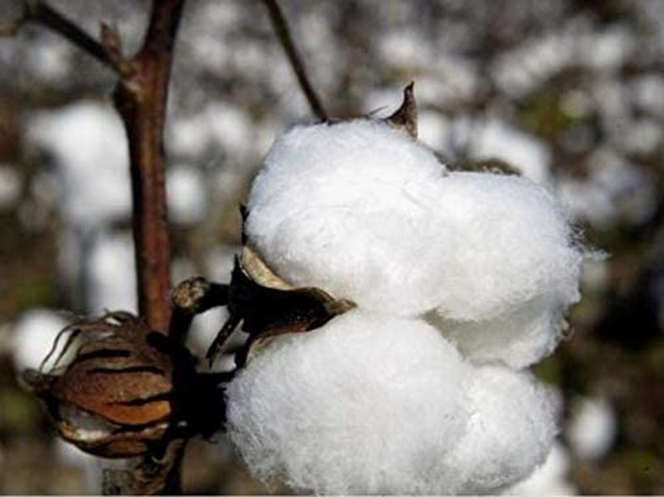 1000TC OR 1200TC Graceful Deep Wall Sheets Collection AU Sizes