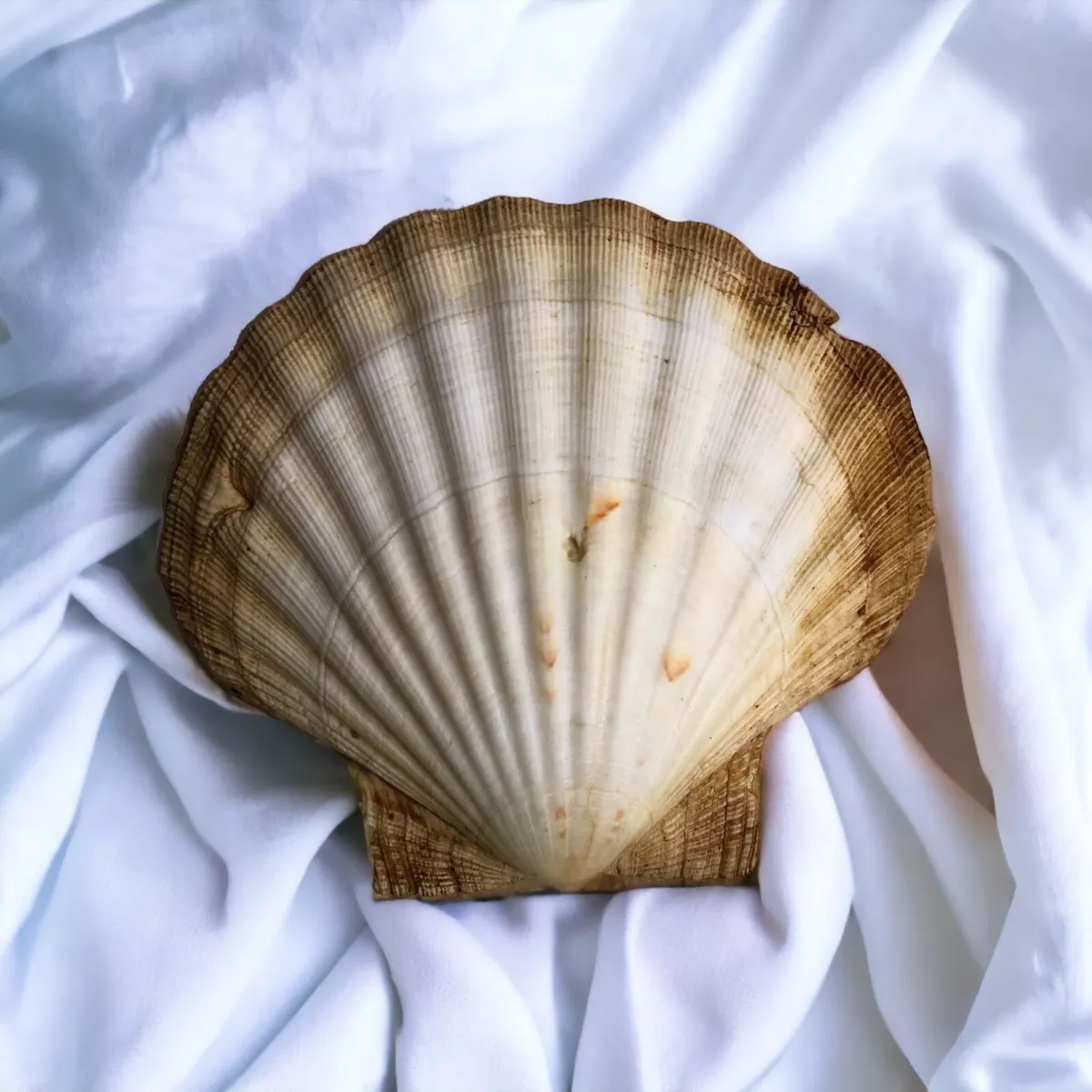 Natural Large Seashell Clam Shell 5 Ocean Home Decor Oyster Sea