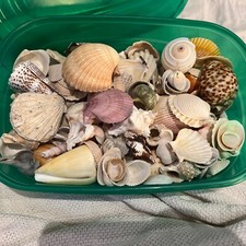 Lot of 100 seashells decor beach crafts wedding variety