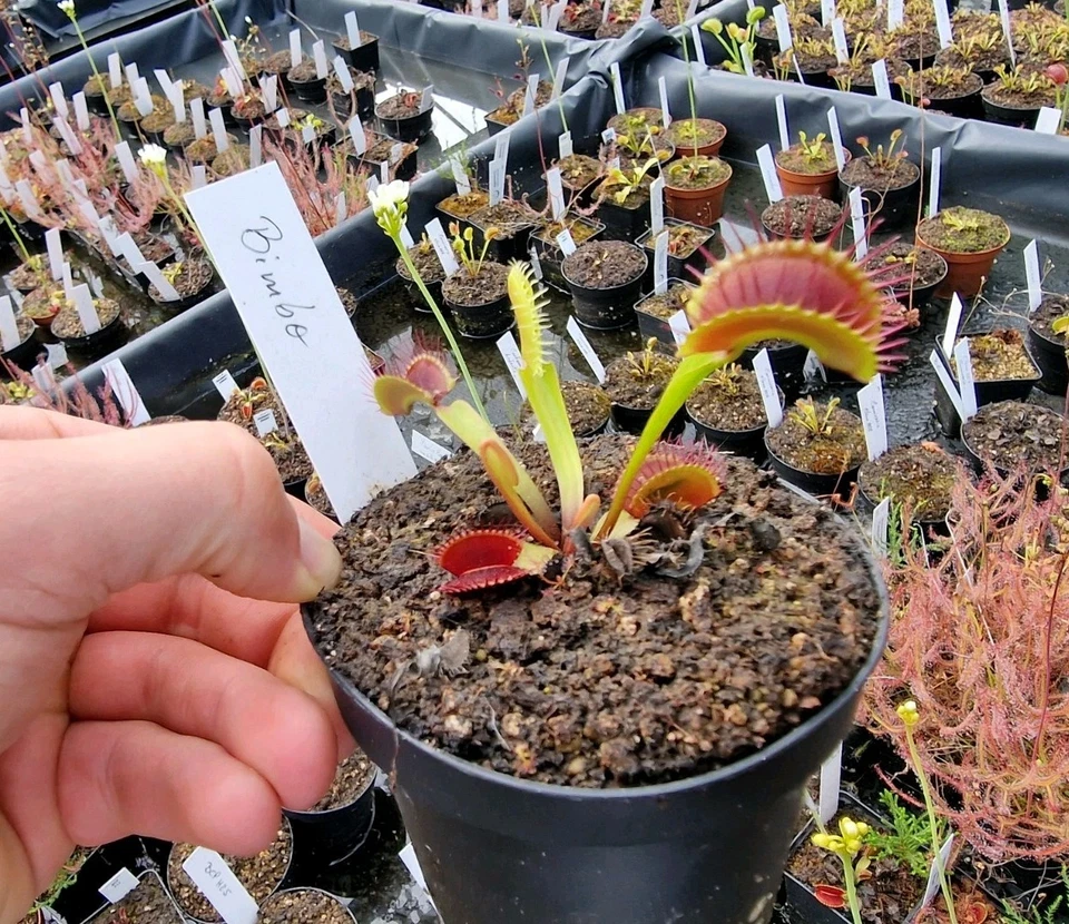 Dionaea muscipula 'Bimbo', fleischfressende Pflanzen, Venusfliegenfalle, - Bild 1 von 1