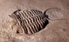 Spectacular Ceraurus trilobite from Quebec