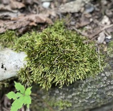 Moss - Live - Crafts, Terrariums, Floral, Plants, Landscaping, Fairy Garden