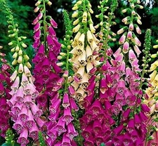 Foxglove Digitalis Excelsior Mix 1,000+ Seeds NON-GMO BUY 4 FREE SHIPPING