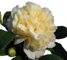 ( 1 ) - Jurys Yellow Camellia Japonica - Starter Plant ( 4L ) ( 1 plant )