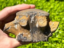 HUGE Fossil Tylosaurus Mosasaur Vertebrae 4.65” Texas Dinosaur Bones Cretaceous