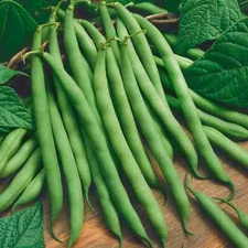 GREEN BEANS 5 VEGETABLE SEEDS FREE USA SHIPPING