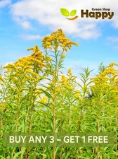 GOLDEN ROD - YELLOW SPRING 2000 SEEDS - Solidago canadensis