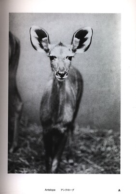 Jochen Lempert Field Guide | eBay