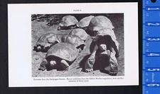 Giant Albemarle Island Tortoise & Galapagos Islands Torrtoises  -1934 Print