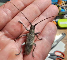 RARE Goes pulverulentus 27mm Indiana Cerambycidae Longhorn Beetle Insect