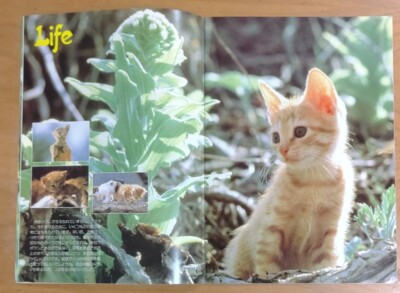 Adventures Of Chatran Famicom Nes Original Japan Handbill Flyer