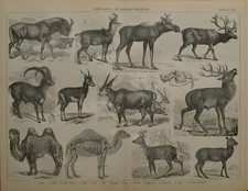 1886 PRINT UNGULATA HOOFED IBEX CHAMOIS ANTELOPE GAZELLE ELK STAG ROEBUCK