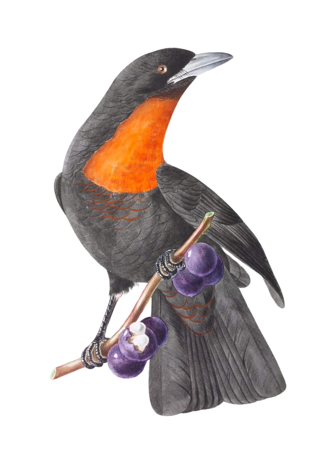 Vintage Fruit Crow Illustration 5x7 Black Bird Wall Art Print Retro Home Decor