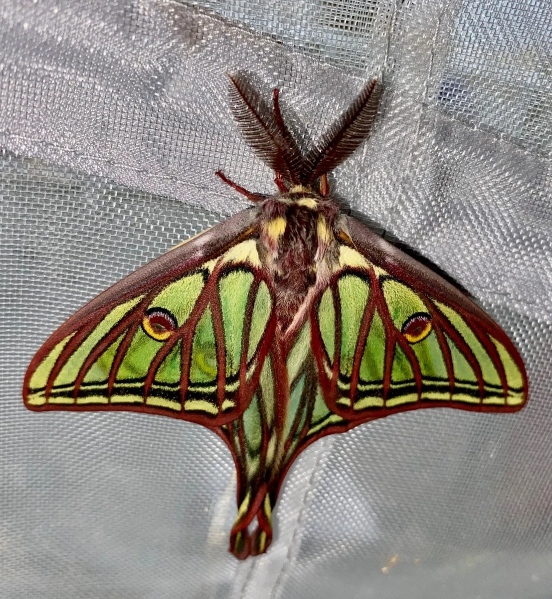 Insect Butterfly Moth Actias Graellsia isabellae-Rare Pair