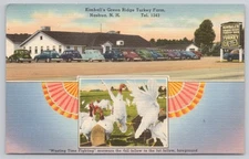 Kimball's Green Ridge Turkey Farm Nashua New Hampshire NH Postcard Linen