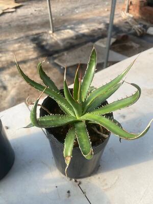 RareSucculent plant Agave horrida subsp. horrida   Boutique Garden plants