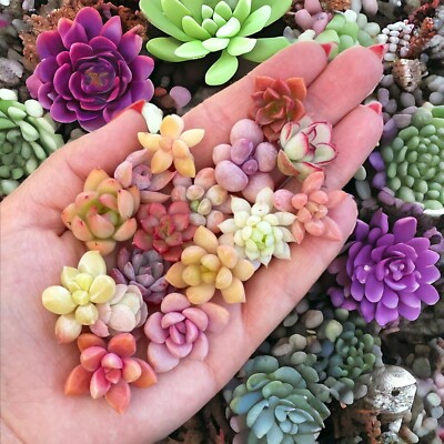 200pcs Rare Mixed Succulent Seeds - Beautiful and Colorful Collection. |  eBay