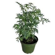 Rue Plant Ruda Herb Live Rue- 4 inch pot