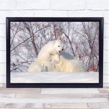 Alaska Polar Bears Cub cute playing nature Wall Art Print
