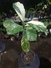 Coffea Liberica Variegated Real picture Fruit tree Rare Plant