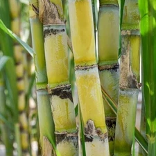 200 Sugarcane Seeds – Sweet Cane Variety for Garden and Farm Planting