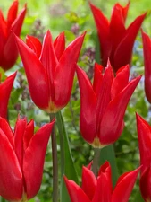 5-Tulip Istanbul Vibrant Red Flared Tulips Bulbs