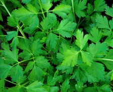 400  ITALIAN PLAIN LEAF PARSLEY - FRESH SEEDS FRESH HARVEST FOR GARDENS