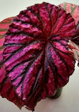 Begonia Brevimosa - Begonia - X35