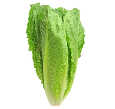 5,000 Parris Island Romaine Seeds- Bulk Seed - Heirloom Non-GMO Lettuce Seeds