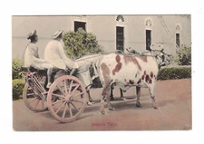 Vintage Postcard - c1904 - Bullock Ekka, India