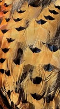 PHEASANT FEATHERS 150 FLANK LOOSE HAND SELECT...