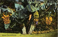 Vintage Banana Tree in Florida Linen Postcard by Tichnor Bros