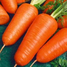Carrot CHANTENAY RED CORED Organic Popular Heirloom Vegetable 500 Seeds