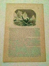 KP4) Groenlandia Cazando una Foca Con Capucha Reino Animal 1894 Grabado