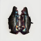 adidas Predator Football Cleats Black/Purple Lace-Up Molded Studs US 9.5 D — photo 5