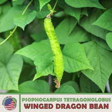 10 Winged Dragon Bean Seeds, Psophocarpus Tetragonolobus, ĐẬU RỒNG