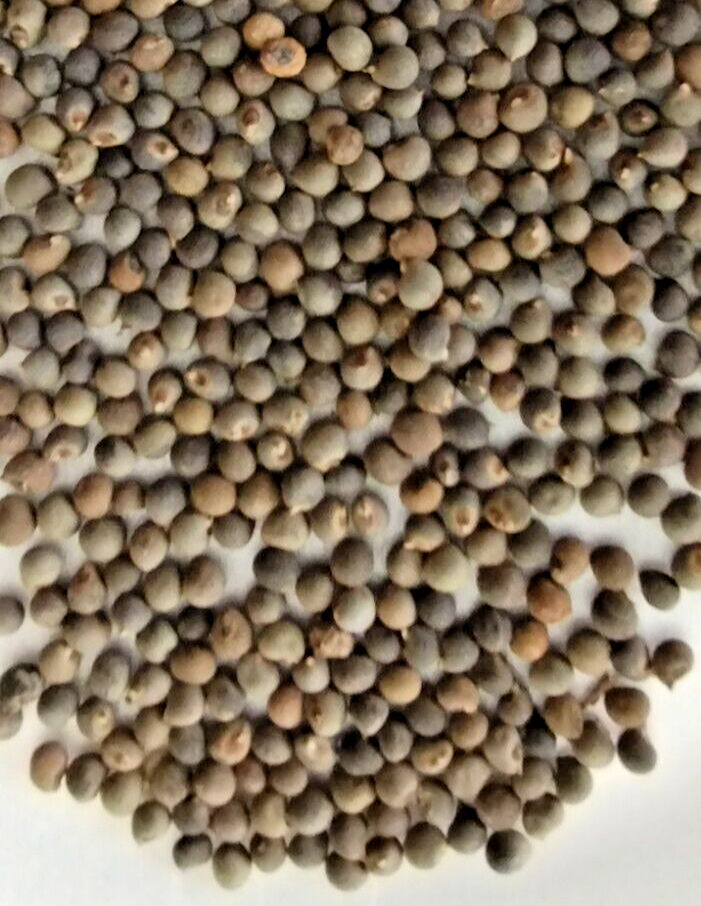 Kirikou F1 Okra, Gumbo Seeds, Lady's Finger Seeds, Bhindi