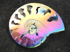 Polished BLUE Purple and COPPER TITANIUM Pyrite Ammonite Fossil Russia 30.5