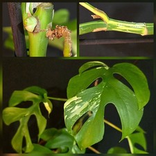 XL Rhaphidophora Tetrasperma Variegated. Lare Plant. Perfect for Prop. 60cm+