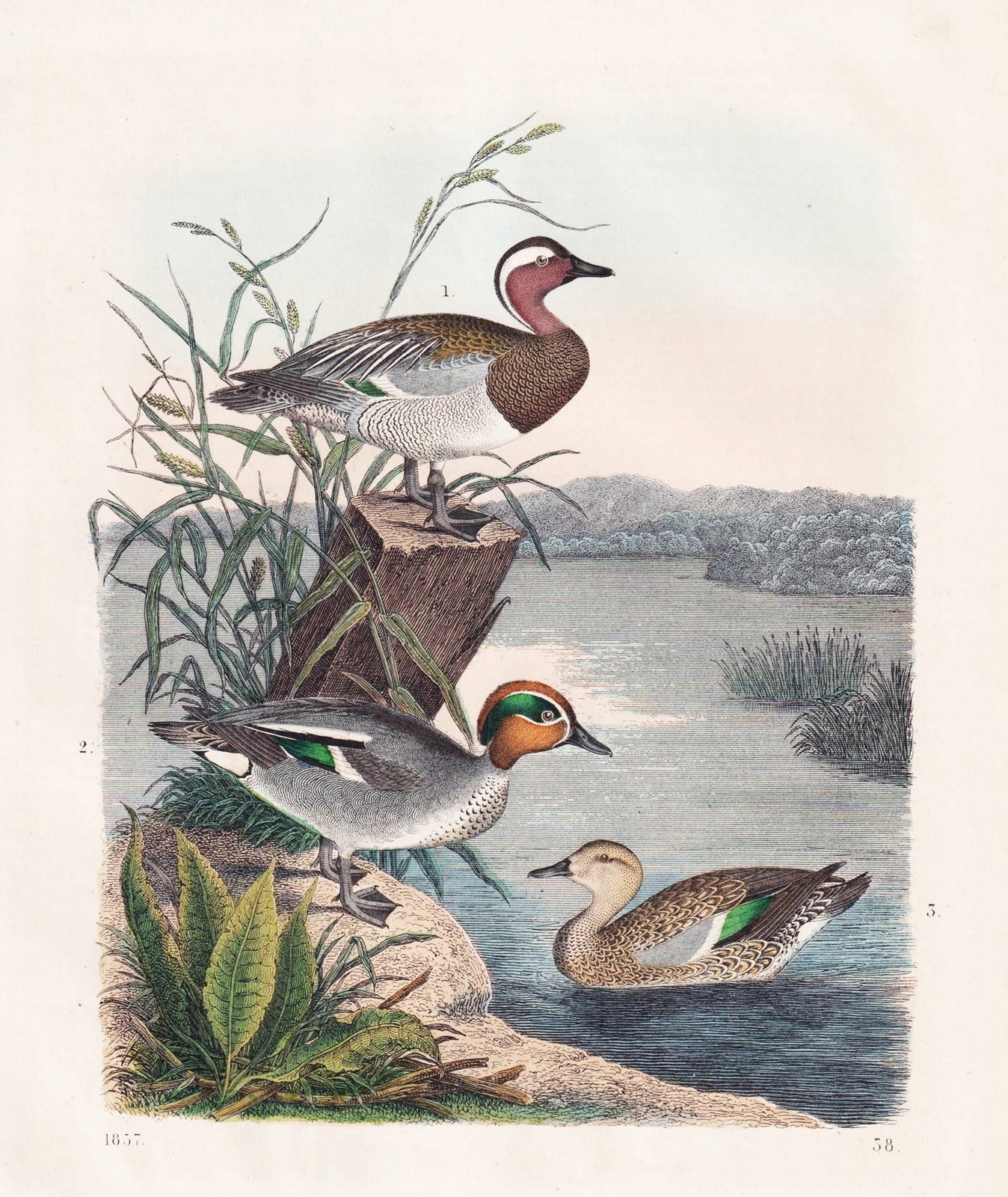 Pato Salvaje Aves Ornitología Litografía 1857