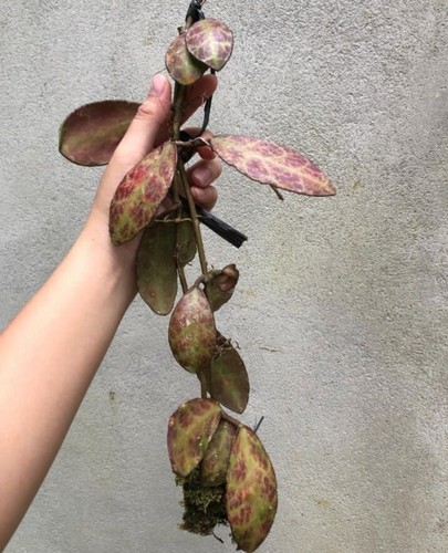 Hoya Waymaniae Red ,Wholesale Buy More get Cheaper Price - Fast Shipping - Picture 2 of 4