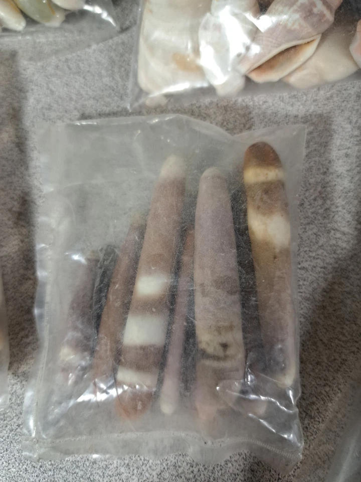 Jewelry Making or Crafting Sea Urchin & Cowry Shells & More Most New #4961L489 - Image 3 of 4