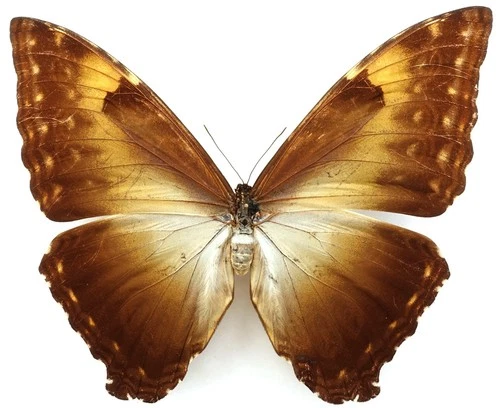 MORPHO CISSEIS JEANNOTI FEMALE FROM AGUAYTIA, UCAYALI, PERU +RARE+